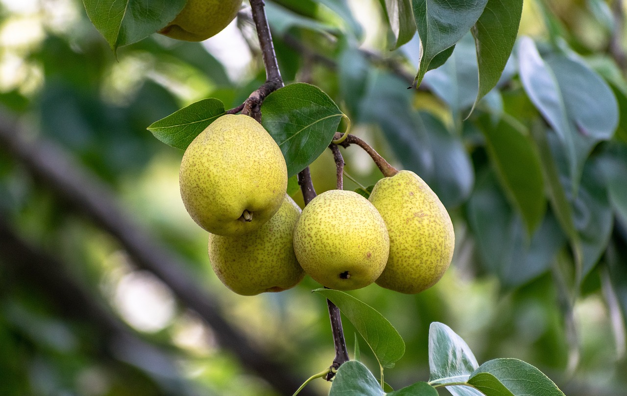 Creating and Maintaining an Organic Orchard